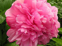Пион Rosea Plena