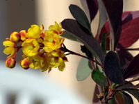 �������� ��������� �Auricoma�