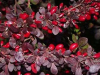 �������� �������� Atropurpurea