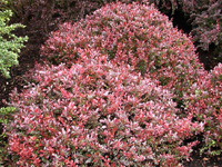 �������� �������� Atropurpurea Nana
