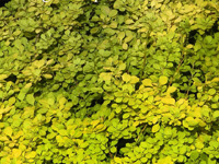 �������� �������� Aurea