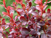 �������� �������� Darts Red Lady