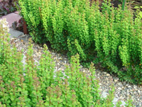 �������� �������� Erecta