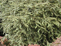 �������� �������� Green Ornament