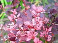 �������� �������� Harlequin