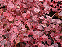 �������� �������� Pink Queen