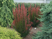 �������� �������� Red Pillar