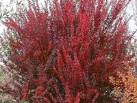 �������� �������� Red Rocket