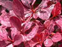 �������� �������� Rosy Rocket