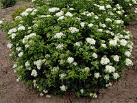 Спирея японская Albiflora